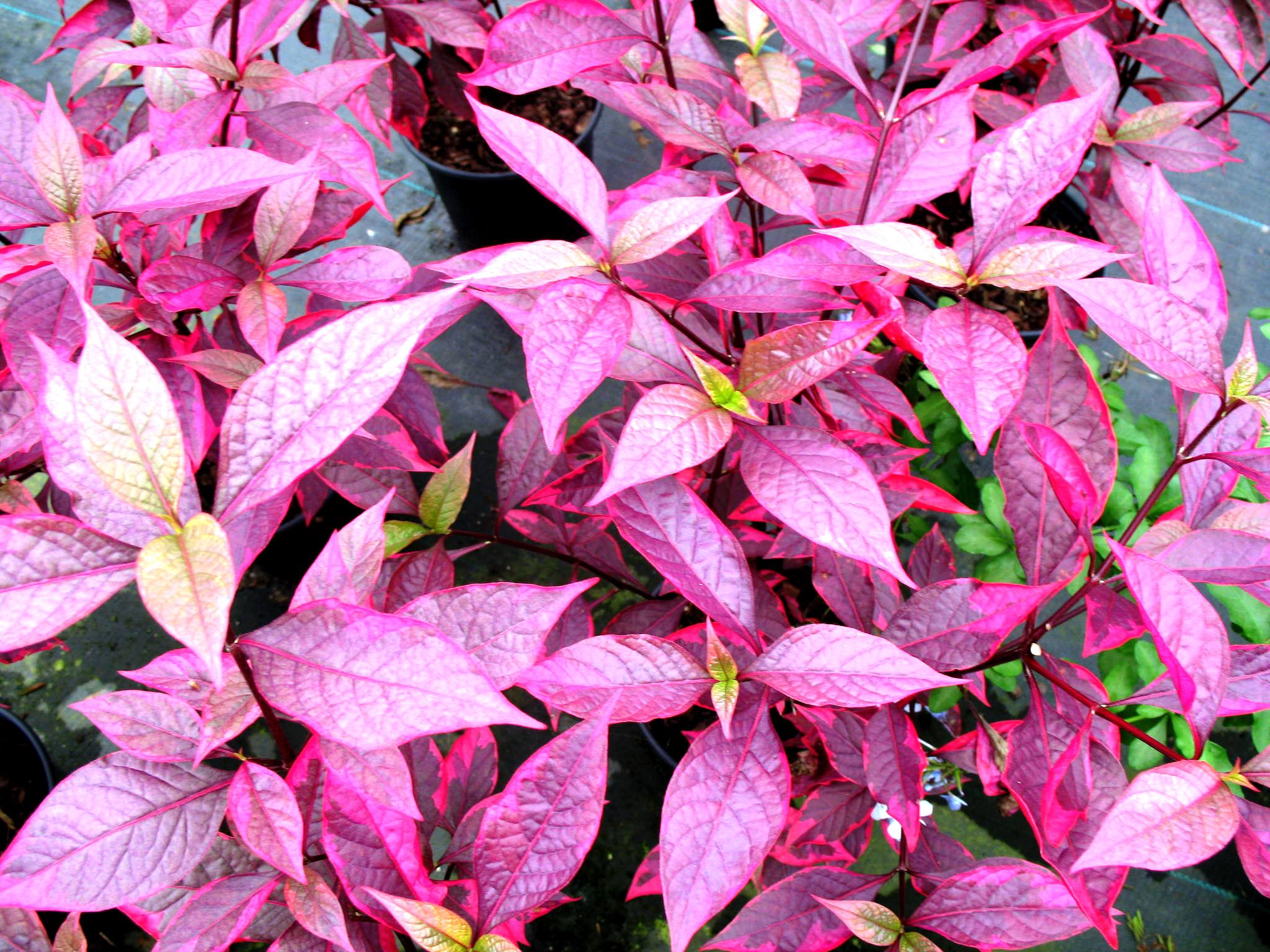 Online Plant Guide Alternanthera species / Alternanthera